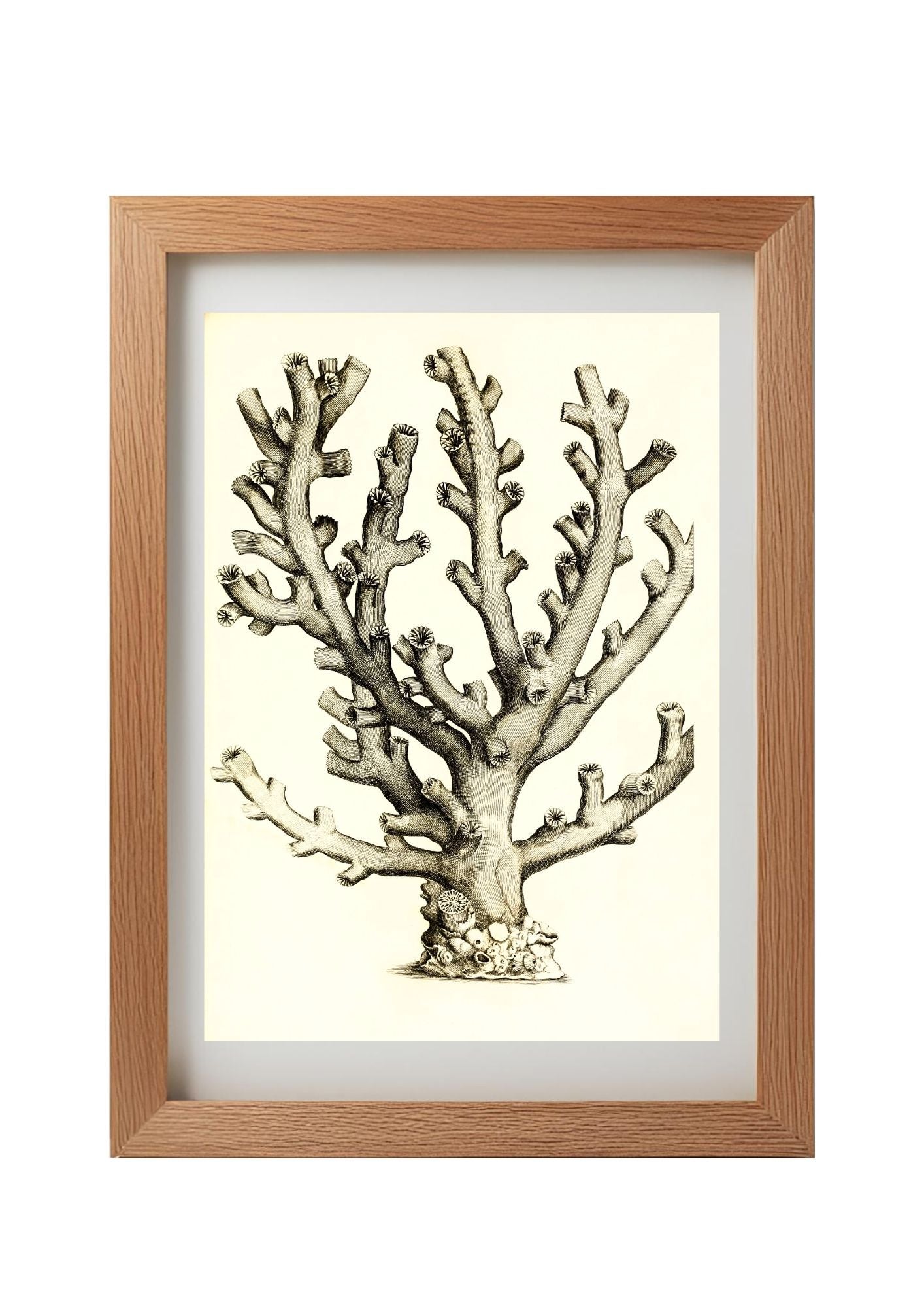 Caryophillia ramea
