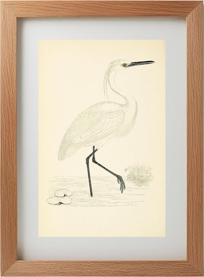 Little Egret
