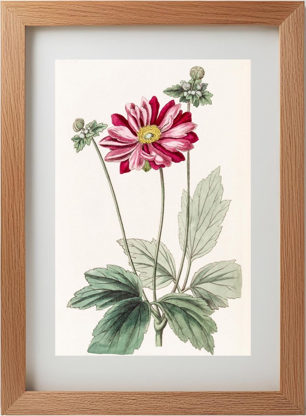 Japanese Anemone