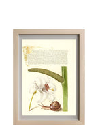 Madonna Lily, Terrestrial Mollusk, and Sweet Flag