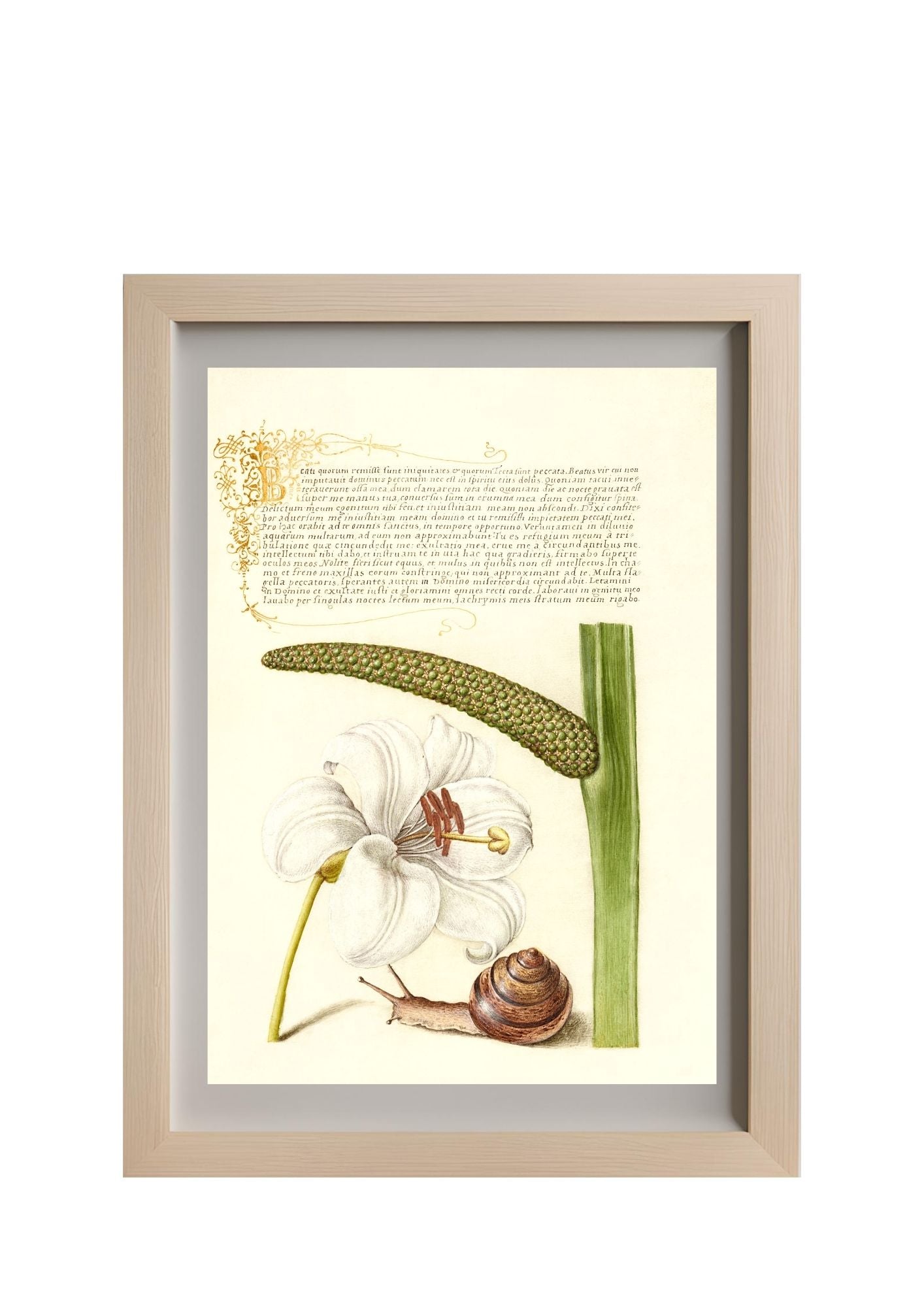 Madonna Lily, Terrestrial Mollusk, and Sweet Flag