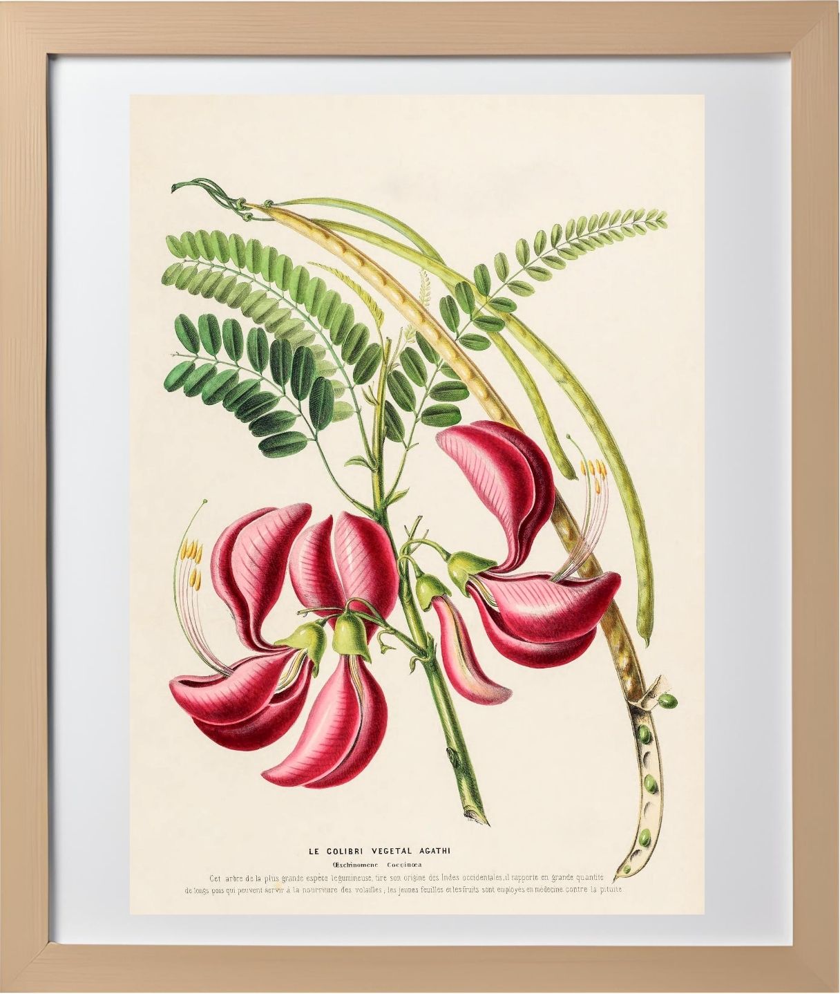 Le Colibri Végétal Agathi