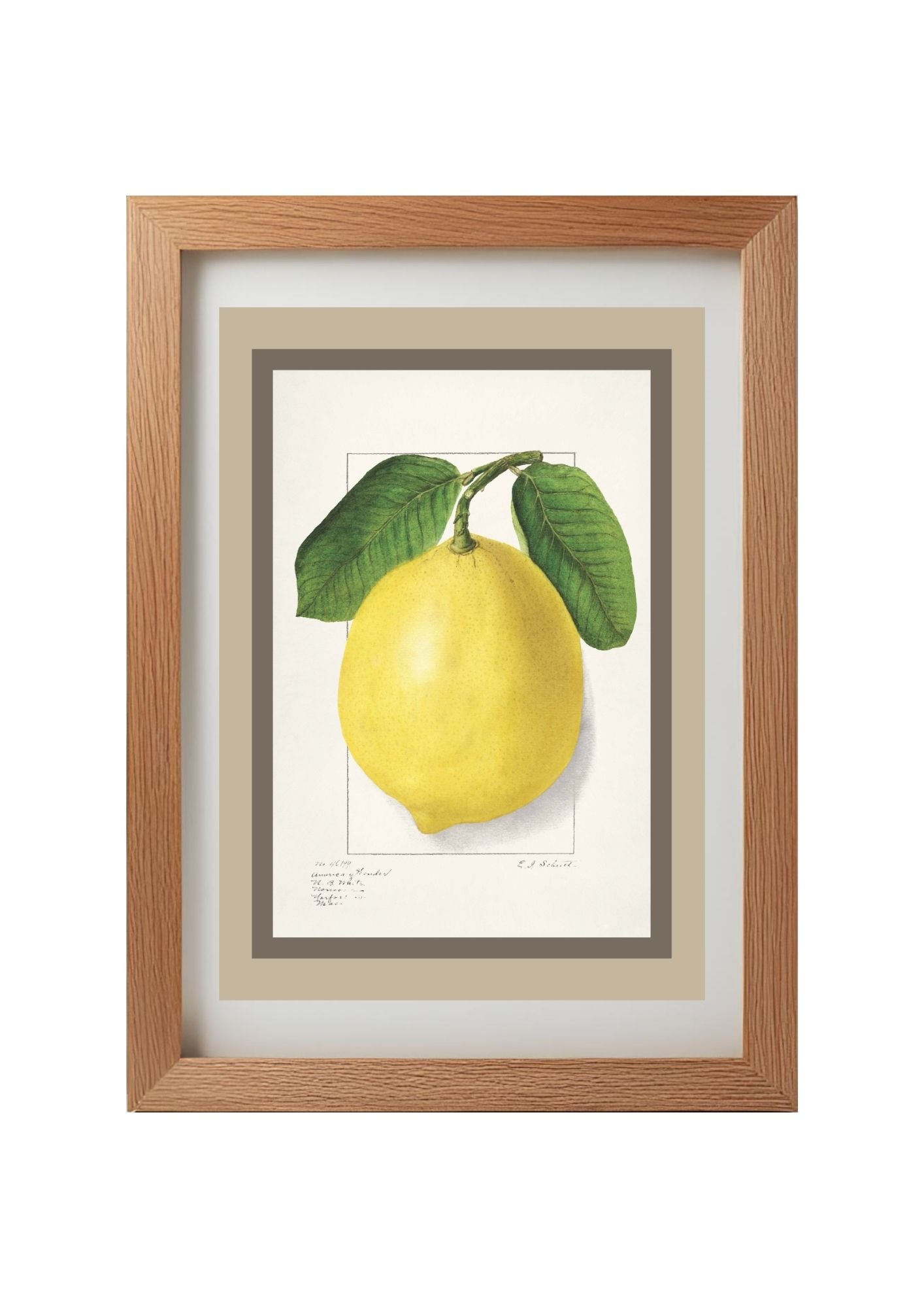 Lemon Citrus