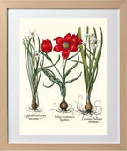 Late multiflorous red tulip, Summer snowflake, et al