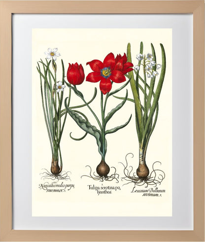 Late multiflorous red tulip, Summer snowflake, et al