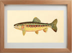 The Golden Trout of Soda Creek, California (Adult Male) Salmo-Gilberti-Whitei