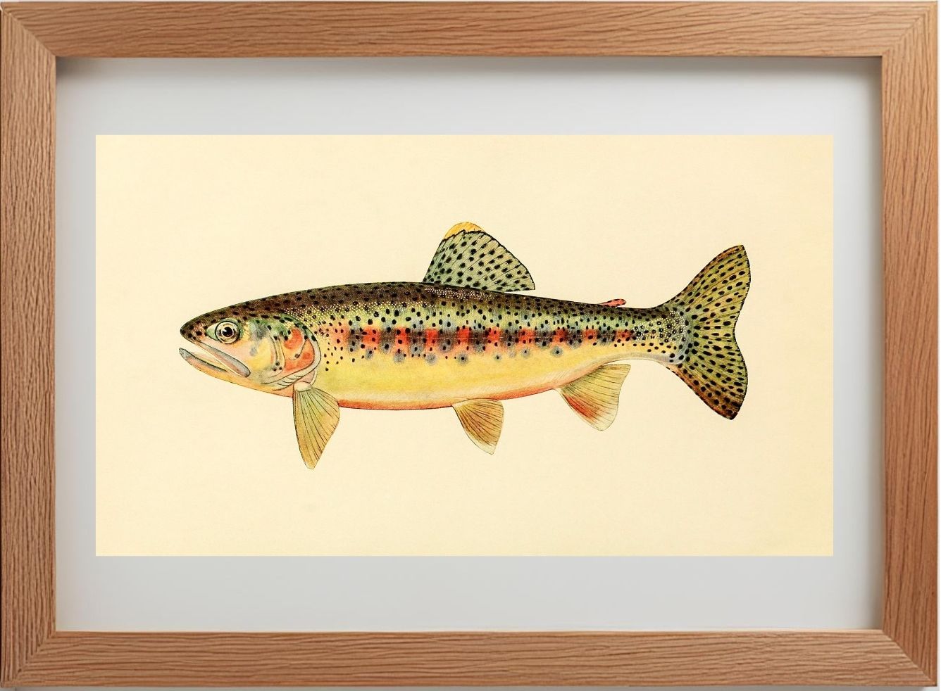 The Golden Trout of Soda Creek, California (Adult Male) Salmo-Gilberti-Whitei