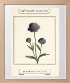 Devil's-Bit Scabious