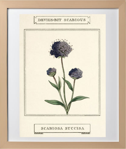 Devil's-Bit Scabious