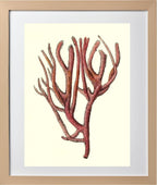 Spongia rubicunda