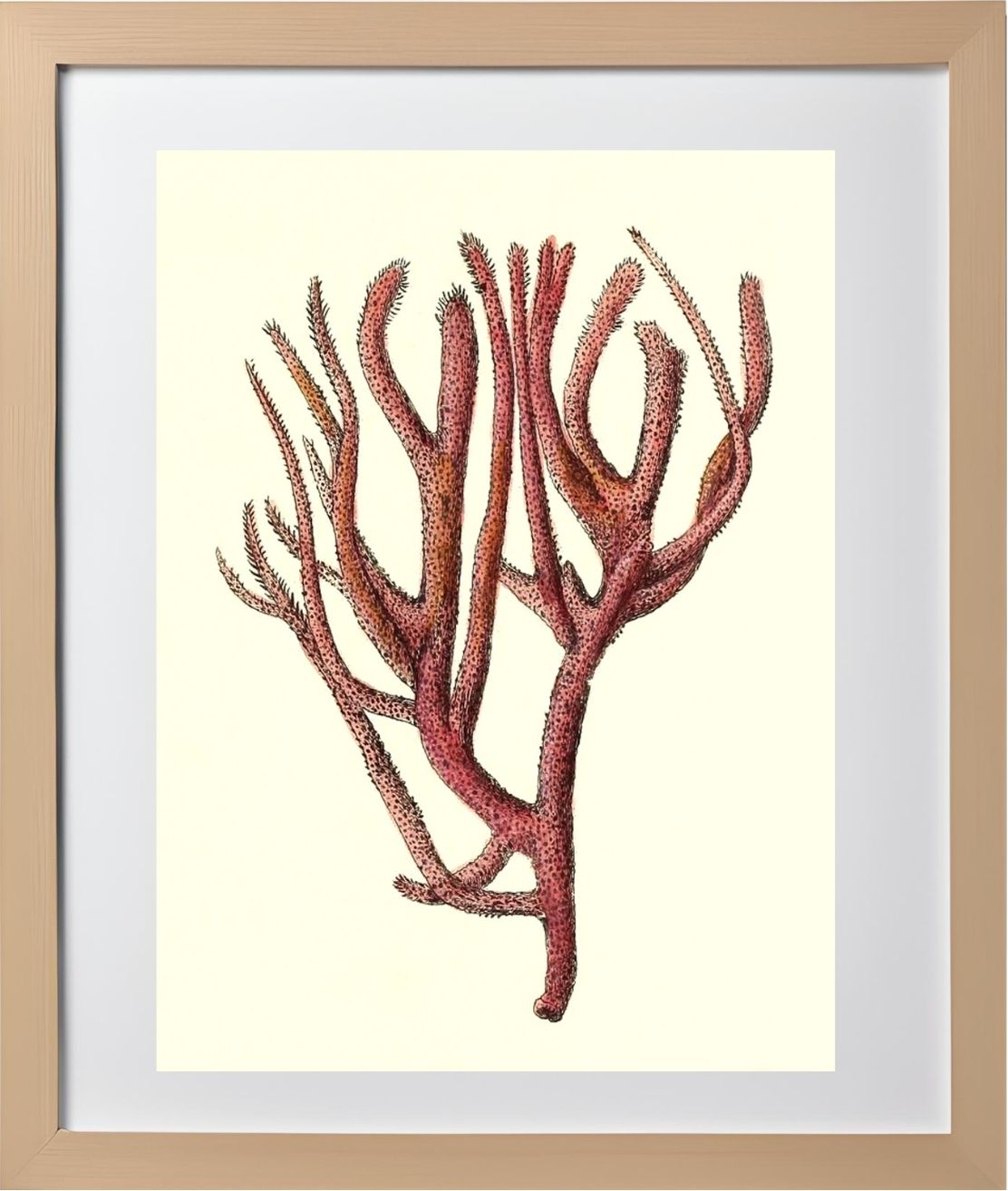 Spongia rubicunda