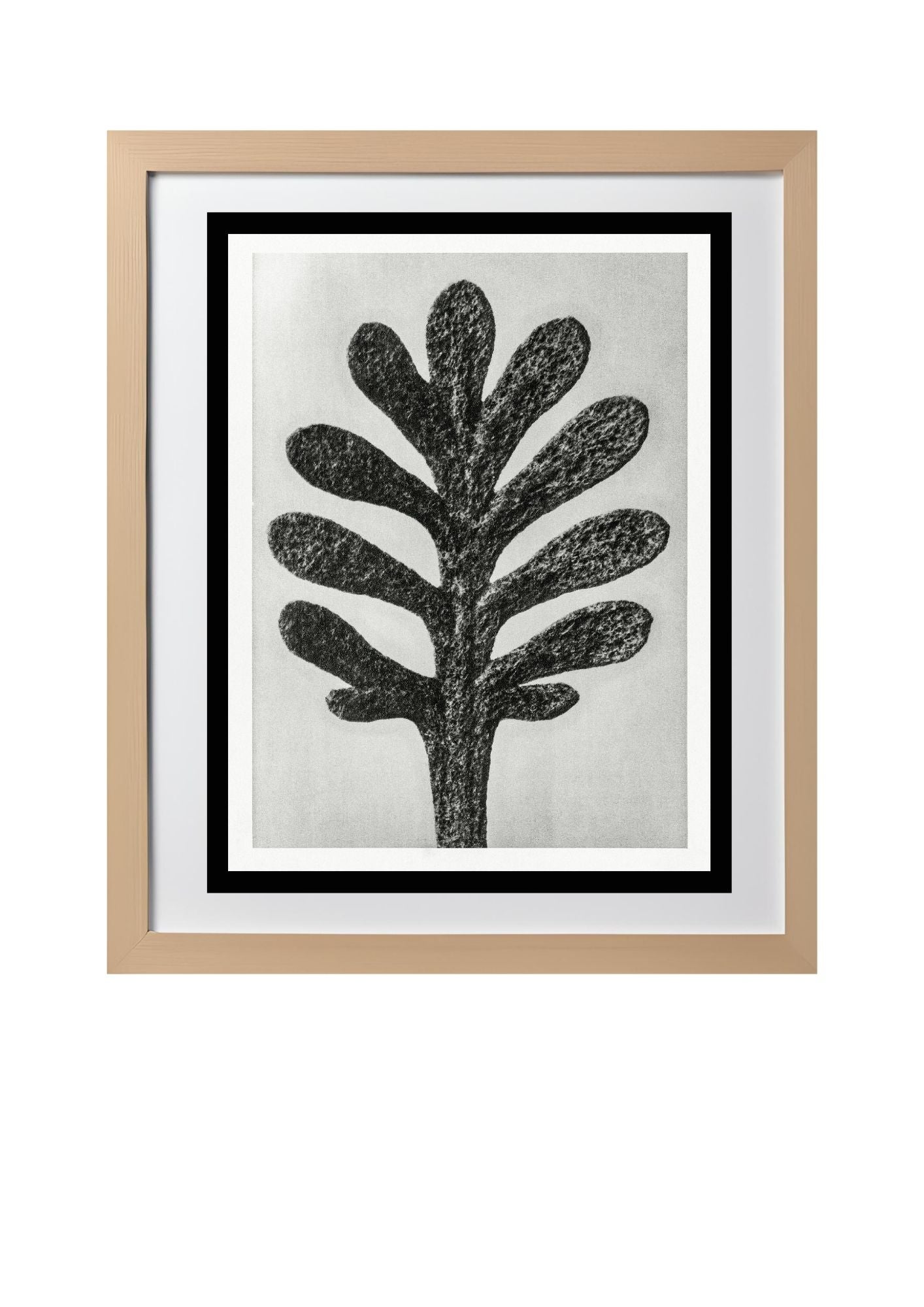 Achillea Umbellata (Yarrow Leaf)