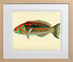 Scarus Georgii