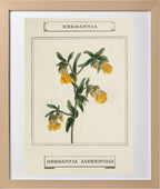 Hermannia