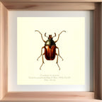 Eutelesmus Simplex