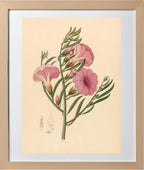 Convolvulus (Ipomoea Oenotheroides)