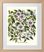 White rose of Sharon