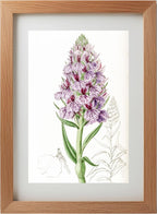 Leafy-Spiked Orchis