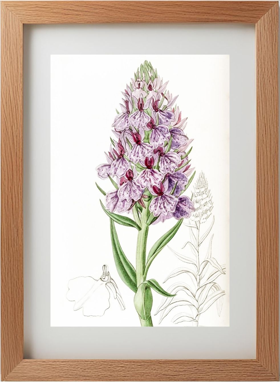 Leafy-Spiked Orchis