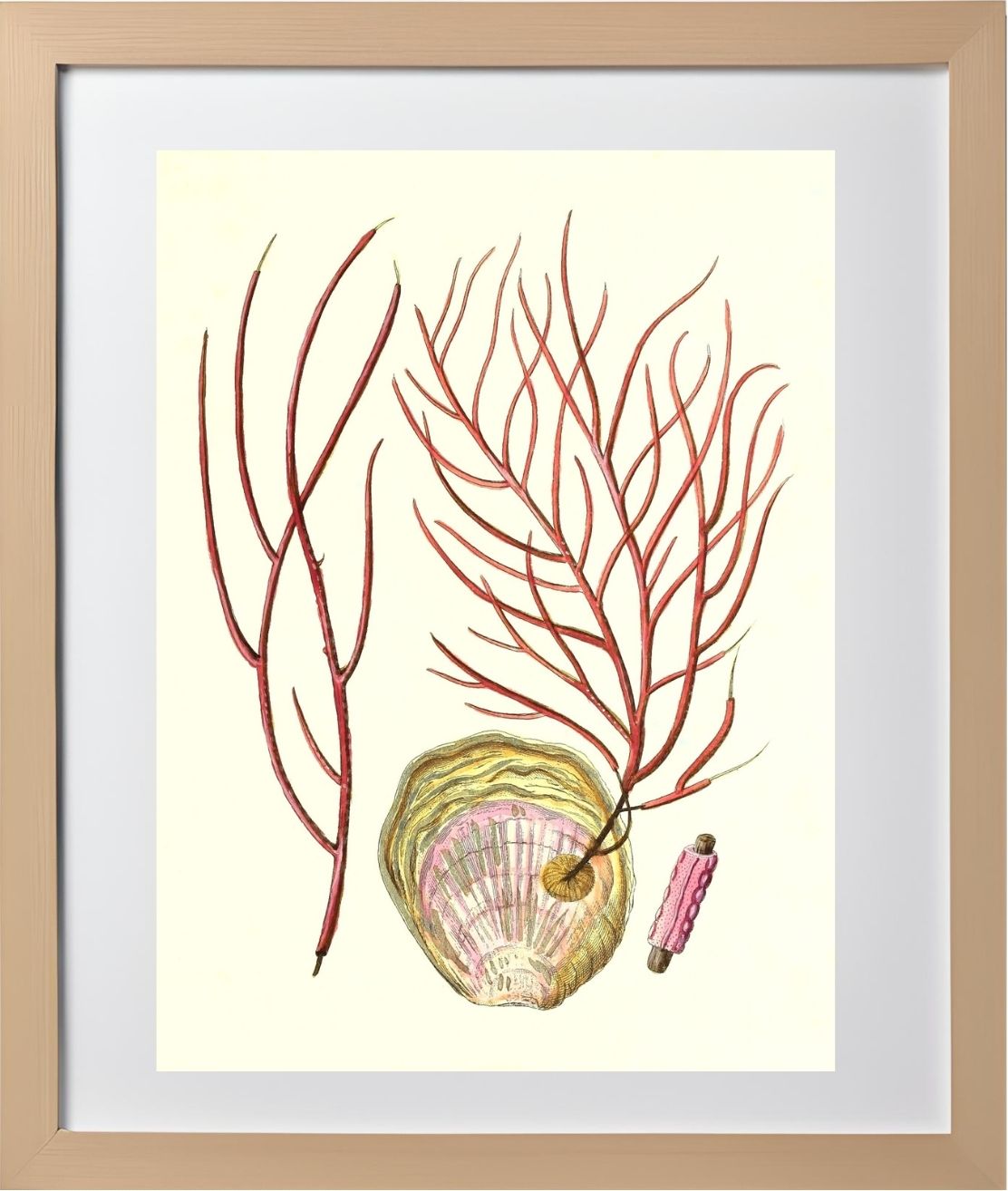 Gorgonia ceratophyta