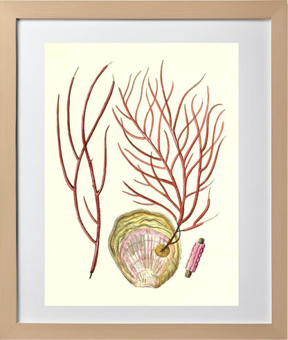 Gorgonia ceratophyta