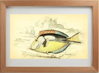 Yellow-Bellied Acanthurus