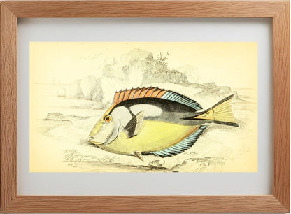Yellow-Bellied Acanthurus