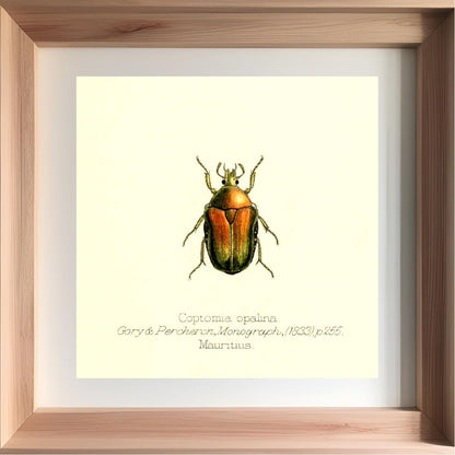 Coptomia Oplalina