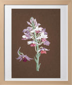 Calanthe Dominii