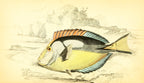 Yellow-Bellied Acanthurus
