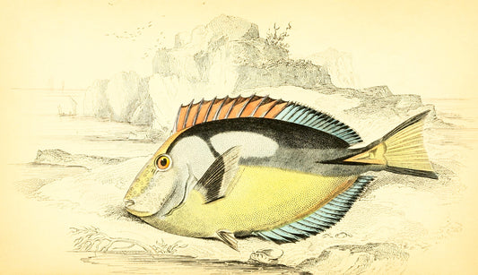 Yellow-Bellied Acanthurus