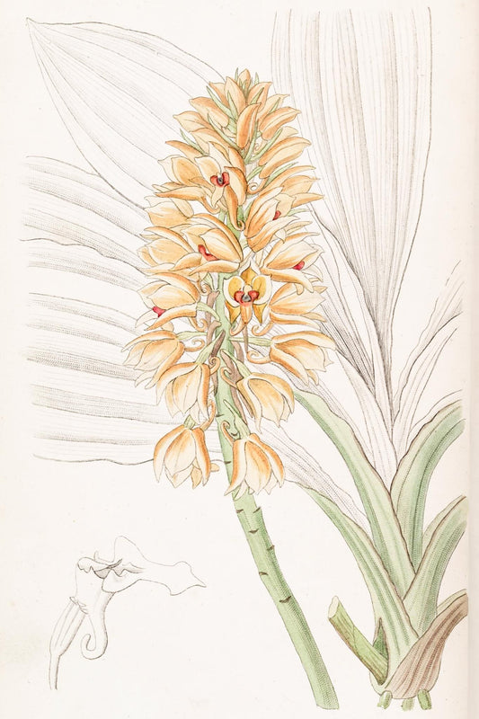 Yellow-spiked Calanthe